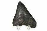 Fossil Megalodon Tooth - South Carolina #160414-1